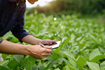 Businessman gardener using tablet Viewing potato plant picture of potato leaves in harvest season in fertile soil