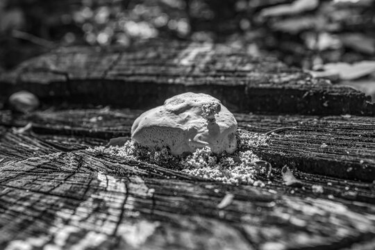 Macro  - Forest - Europe, Romania, Suceava region