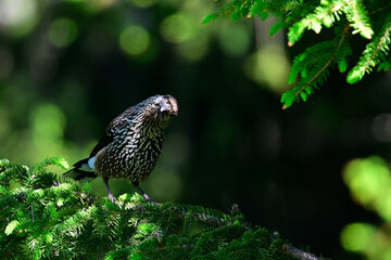 Spotted nutcracker // Tannenhäher (Nucifraga caryocatactes)