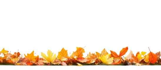 Autumn leaves in vibrant colors laid out on a white background or PNG