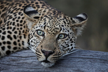 Majestic Leopard in Natural Habitat – Close-Up Shots and Dynamic Wildlife Footage in the African Wilderness