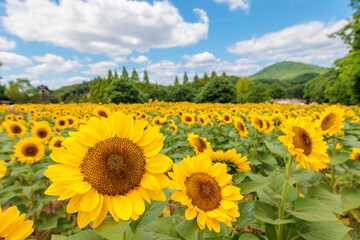ひまわり畑(世羅高原農場 ,広島県世羅郡世羅町)
