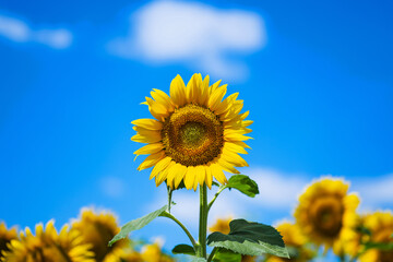Obraz premium Beautiful sunflower field under blue sky with clouds on a sunny day.