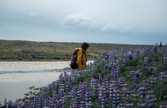 young man in a yellow jacket walks in a lupine field, Iceland