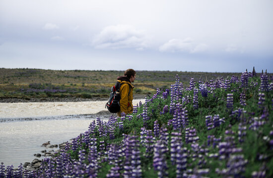 young man in a yellow jacket walks in a lupine field, Iceland