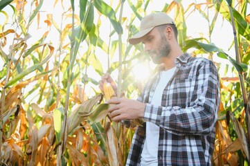 Farmer inspecting the years maize or sweetcorn harvest.