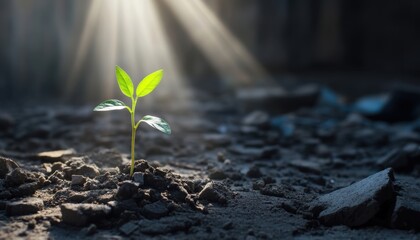 A young plant emerges from rocky soil under sunlight in a dark environment