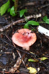 Small pink mushroom growing in the forest floor among the leaves and twigs.