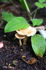 Cluster of small mushrooms under lush green leaves in a peaceful forest setting.