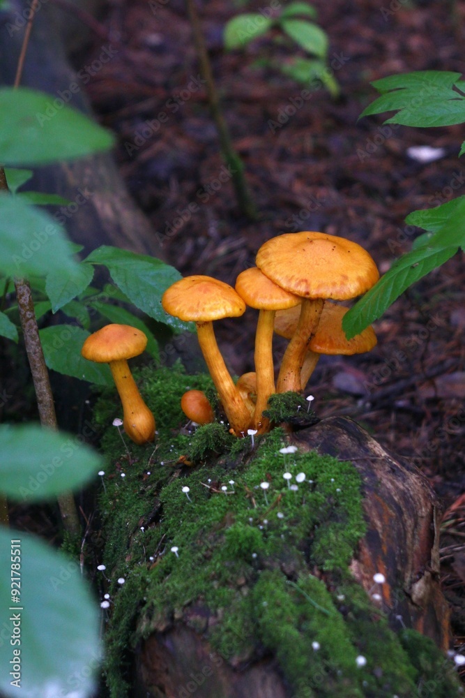 Wall mural cluster of small orange mushrooms with tall stems on mossy log in lush forest.