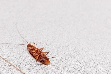 A close-up image of a dead cockroach lying on its back, showcasing its detailed anatomy and the stark contrast against a speckled white surface. Pest control. Copy space for text.