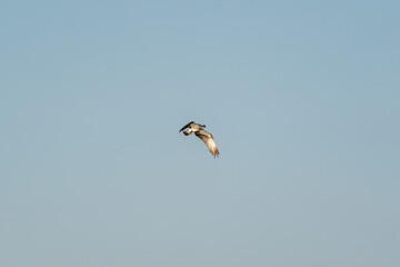 Flying osprey in front of a blue sky