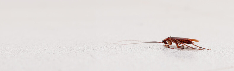 Vivid macro shot of a cockroach on a speckled gray surface, showcasing the detailed texture of its body and long antennae, perfect for pest control and hygiene-related themes. Banner with copy space.