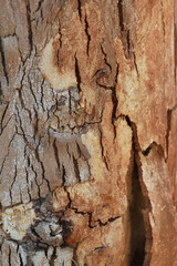 Eucalyptus tree bark texture, Bark of eucalyptus tree, seamless texture, a eucalyptus tree bark texture background image