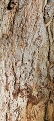 Eucalyptus tree bark texture, Bark of eucalyptus tree, seamless texture, a eucalyptus tree bark texture background image