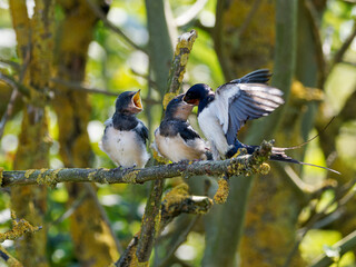 Swallow fledgling calling and being fed by a parent