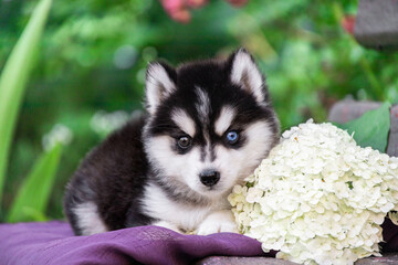 Fototapeta premium lovely husky puppy with different eye colors on a green background in the garden