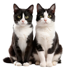 Two black and white cats sitting isolated on transparent background