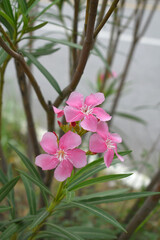 Nerium oleander in bloom, Pink siplicity bunch of flowers and green leaves on branches, Nerium...