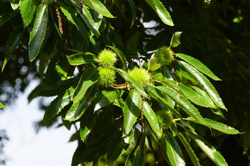 Closeup spiny cupules, leaves of Castanea sativa, the sweet chestnut, Spanish chestnut. Netherlands, summer, August.