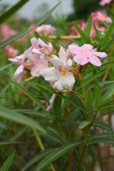 Nerium oleander in bloom, Pink siplicity bunch of flowers and green leaves on branches, Nerium Oleander shrub Pink flowers, ornamental shrub branches in daylight, bunch of flowers closeup