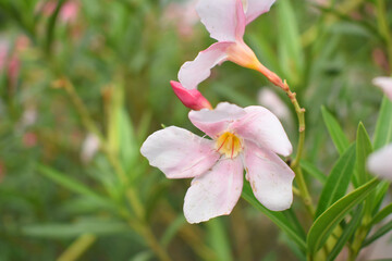 Nerium oleander in bloom, Pink siplicity bunch of flowers and green leaves on branches, Nerium Oleander shrub Pink flowers, ornamental shrub branches in daylight, bunch of flowers closeup