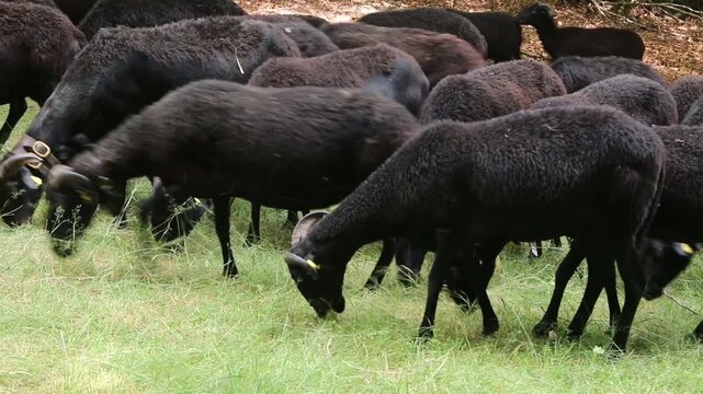 sheep and goats pastoralism in the Apennines modena 