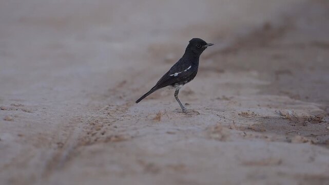 Pied bush Chat Taking off