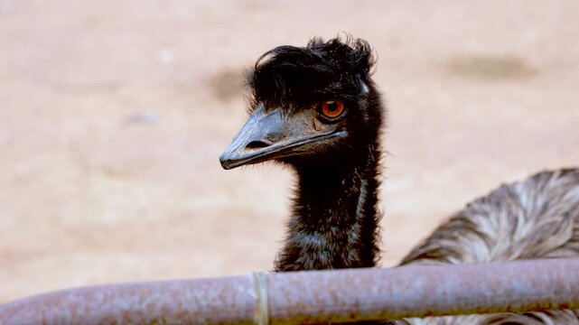 Curious looking emu Dromaius novaehollandiae stands next to gate, closeup