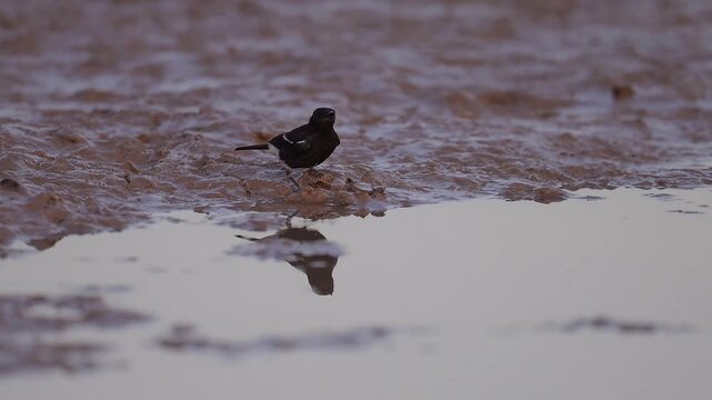 Pied Bush Chat bird drinking water