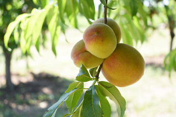 Fresh young unripe Peach fruits on a tree branch with leaves closeup, A bunch of unripe Peaches on...