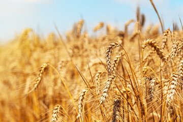 Wheat field on a sunny day. High quality photo.