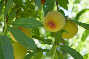Fresh young unripe Peach fruits on a tree branch with leaves closeup, A bunch of unripe Peaches on a branch, beautiful delicious fruit peaches on the tree, peach fruits grow on a peach tree branch