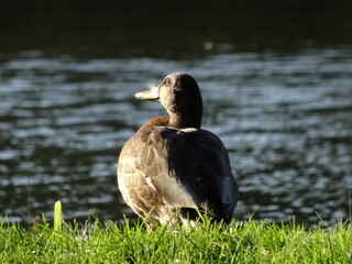 Polish funny Duck with feather in its beak observing the sunset