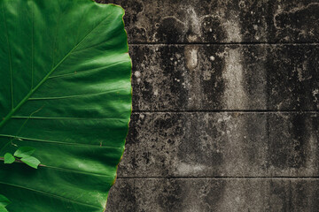 Green tropical leaf set against a textured, weathered wall.