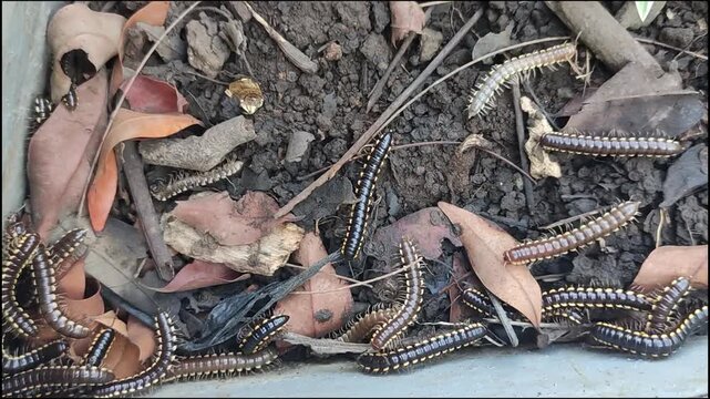 Crowds of yellow-spotted millipedes on the ground with yellow and black colors spread in various directions during the rainy or humid season in Indonesia