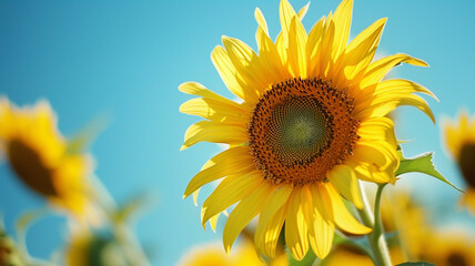 Obraz premium Sunflowers on a blue background
