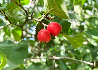 ripe red hawthorn berries grow on a hawthorn bush. cultivation of medical berries and plants concept