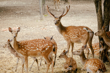 spotted deer on dry grass close up