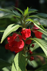 Close-up of Impatiens balsamina plants in bloom in the flowerbed . Also calleds balsam, garden balsam, rose balsam, touch-me-not or spotted snapweed