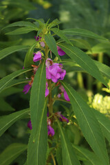 Obraz premium Close-up of Impatiens balsamina plants in bloom in the flowerbed . Also calleds balsam, garden balsam, rose balsam, touch-me-not or spotted snapweed