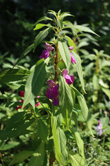 Close-up of Impatiens balsamina plants in bloom in the flowerbed . Also calleds balsam, garden balsam, rose balsam, touch-me-not or spotted snapweed
