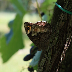 Close-up of Hipparchia fagi or Woodland grayling butterly on Vine plant in the vineyard on summer