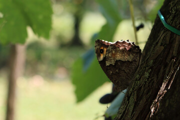 Close-up of Hipparchia fagi or Woodland grayling butterly on Vine plant in the vineyard on summer