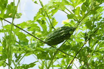 Bitter gourd or Green Bitter gourd hanging from a tree on a vegetable farm, ripe bitter gourd...
