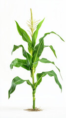 Obraz premium Corn plant isolated on a white background for garden design.