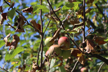 Close-up of apple trees with fruits on branches and brown dried leaves damaged by summer drought in the orchard. Malus domestica 