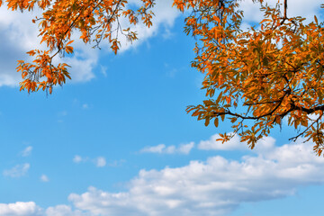 Yellow autumn leaves against clear blue sky. Copy space. Sunny weather day. Beauty in nature....