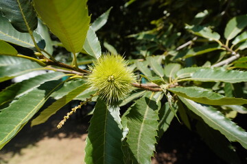 Chestnut tree .Chestnuts just before harvest, in their thorny sheath on the chestnut tree