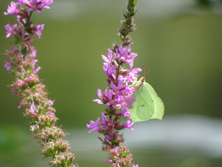 Lemon Butterfly on the Purple flowers in the summer garden 